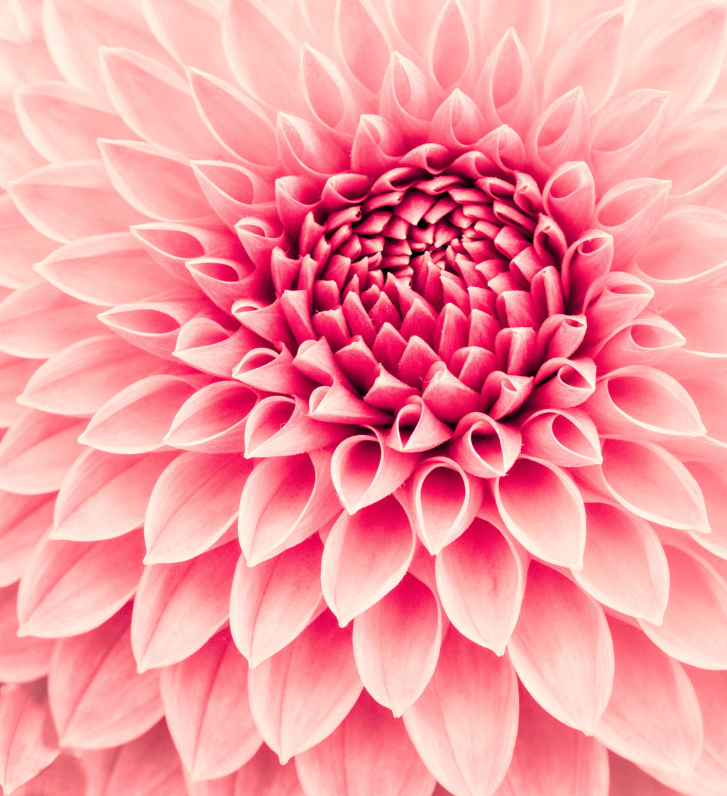 NutriVita Smoothies - Pink Dahlia