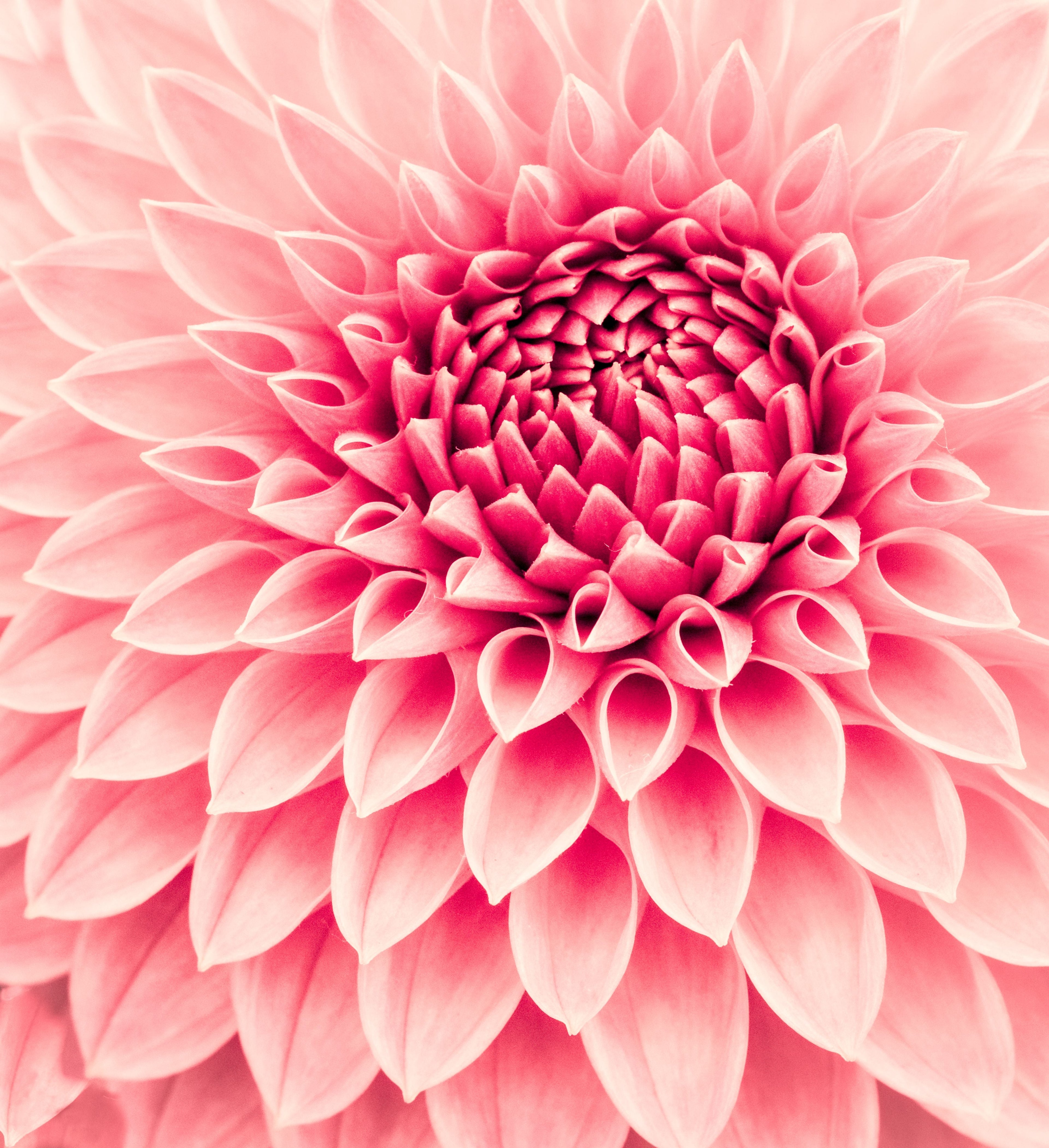 Gut Juice/ Gut Shots/ Gut Health - Pink Dahlia