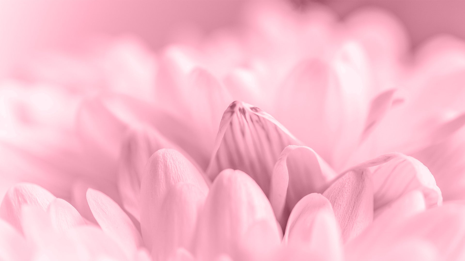 Kids Nutrition - Pink Dahlia